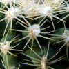 Pediocactus _despainii _SB1014_ 03